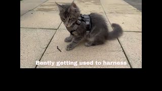 Bently Embracing The Harness A Training Journey [upl. by Jerald]