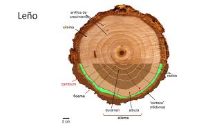 BOTÁNICA Unidad 16 Anatomía y características del Xilema 2° 4 de 5 vídeos [upl. by Aetnuahs]