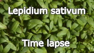 Lepidium Sativum  Time lapse 4K Ultra HD [upl. by Emersen]