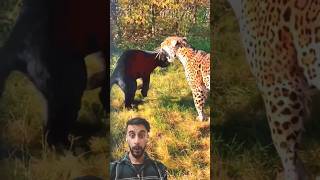 Black Panther 𓃮 Vs Leopard 🐆 fight 😨 [upl. by Eidda]