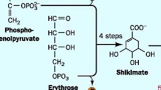 Biosynthesis of Tryptophan [upl. by Tillie]