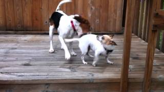 Beagle v Chihuahua [upl. by Haakon367]