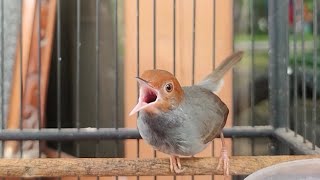 Deze kleine Tiny Voice Luid en melodieus barwinged Prinia  Cisticolidae [upl. by Christen857]