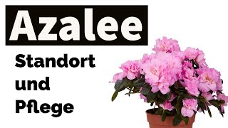 Azalee  Pflege und Standort [upl. by Aratahs]