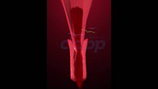 Menstruation Fertilization in Human  3D Animation [upl. by Otiv]