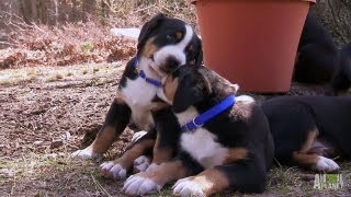 Swiss Mountain Dogs Hike  Too Cute [upl. by Naehs]