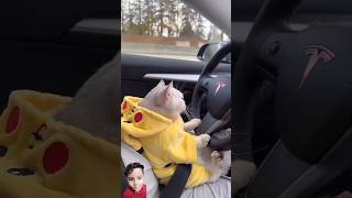 Cat driver shorts amazingshorts funny factshorts [upl. by Langer]