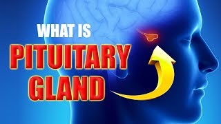 What is Pituitary Gland Hypophysis  Anatomy and Function [upl. by Tamsky]