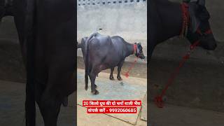 दो थनों वाली Biggest Udder Murrah  Buffalo For Sale  with Quality murrah Calf 9992060685 [upl. by Siuqram615]