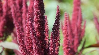 Amaranthus paniculatus  RispenFuchsschwanz [upl. by Honey]