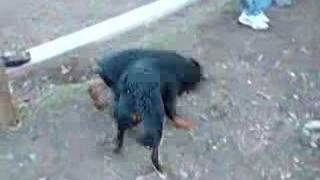 Rottweiler VS Dobermann [upl. by Martinez]