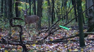 DEER HUNTING 2023  Evianna Crossbow Whitetail Doe Hunt Pennsylvania  DROPS IN SIGHT  NO BLIND [upl. by Kerk578]