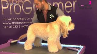 How to groom a Cockapoo  Teddybear Trim  Grooming Guide  Pro Groomer [upl. by Nomyar]