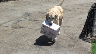 Uh oh Dog delivers FRAGILE package for mail carrier [upl. by Oiramed]