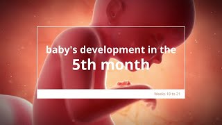 5th Month Of Pregnancy  5th Month Of Pregnancy Baby Movement  Mylo Family [upl. by Yelad]