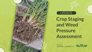 Wildfire Winter Wheat Field Update Crop Staging and Weed Pressure Assessment  Enchant AB [upl. by Surazal825]