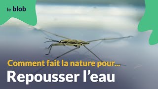 L’hydrophobie ou comment repousser l’eau  Les nanotechnologies du vivant [upl. by Asli]