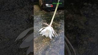 The Rare Bramhakomol Plant Natures Most Extravagant Bloomyoutube shorts [upl. by Akym]