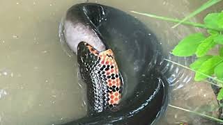 Amphiuma vs Mud Snake [upl. by Treulich896]