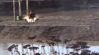 Kip en Haan vliegen over water Chicken and Rooster flying over water [upl. by Fanchette]