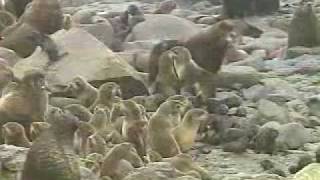 Southwest Alaska Kodiak Island Pribilof Islands Alaska Peninsula Katmai Park by TravelAlaskacom [upl. by Deckert]