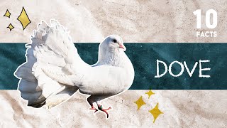 10 Facts About Dove [upl. by Eurydice]