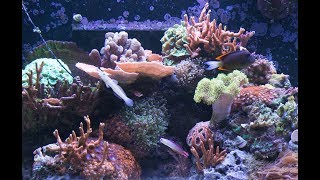 15 Months of Coral Growth in 30 seconds [upl. by Itsirk]