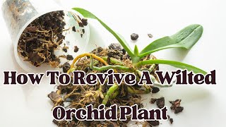 How To Revive a Wilted Orchid Plant  LIFE HACKS [upl. by Lledner336]