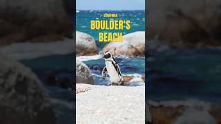 Pinguine beim Boulder‘s Beach 😍 südafrika kapstadt weltreise [upl. by Naujed]