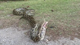 Florida Python Regurgitates a Wading Bird  ViralHog [upl. by Ydassac893]