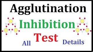 Agglutination Inhibition test Pregnancy Test [upl. by Nikoletta]