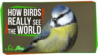 How Birds Really See the World [upl. by Derwin]