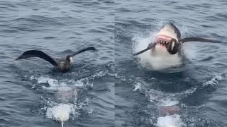 Savage Shark Snatches Bird From Water Surface [upl. by Jobye]