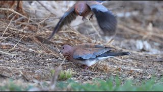 Laughing Doves at Herdsman Lake Dec 2022 [upl. by Sillert]