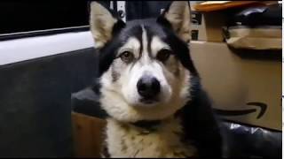 Sherpas Unboxing video part 1 dog opening gifts [upl. by Kenny]