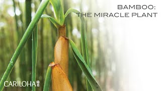 Bamboo The Miracle Plant [upl. by Fairweather]