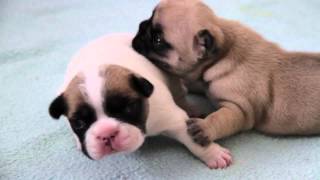 Französische Bulldoggen Welpen  2te Woсhe  French Bulldog Puppies two Week  щенки бульдога [upl. by Darnell]