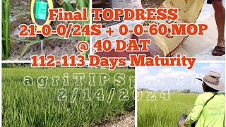 Final TOPDRESSING  PI Panicle Initiation 210024S  0060 MOP SL20H SL8H amp LP2096 [upl. by Euqinahs]