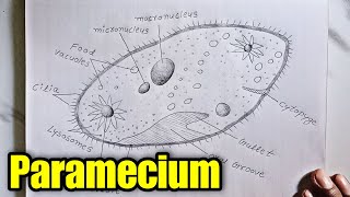 Paramecium Diagram  how to Draw Paramecium labelled diagram step by step drawing tutorial [upl. by Kathi]