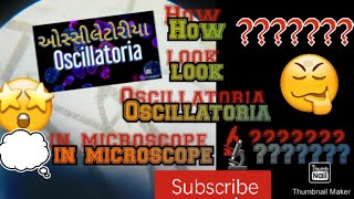 Oscillatoria how look in microscope for details link in description  subscribe thank you 😊 [upl. by Bergman]