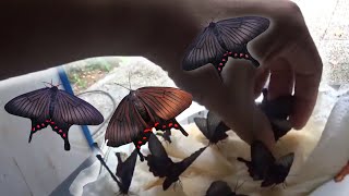 Pet Moth Feeding Fake Butterflies Moth Butterfly Mimicry Epicopeia hainesii [upl. by Accalia989]