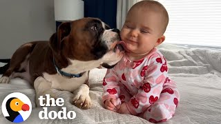 Boxers Jump On Their Sisters Crib To Greet Her Every Morning  The Dodo [upl. by Eluj]