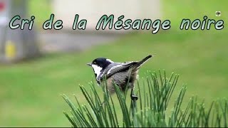 MESANGE NOIRE petits cris [upl. by Olethea]