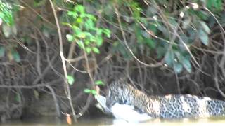 Onça Jaguar pegando Jacaré no Rio Piquirí [upl. by Anirrok]