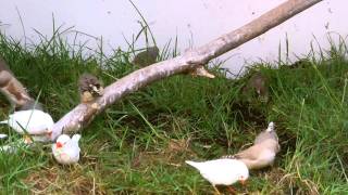 Zebra Finches in HD 10min video [upl. by Breana]