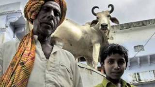 Sacred Cows In India [upl. by Kraus]