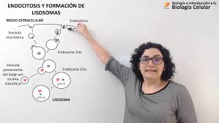 29 Biología celular Golgi Endosomas Lisosomas [upl. by Hanid]