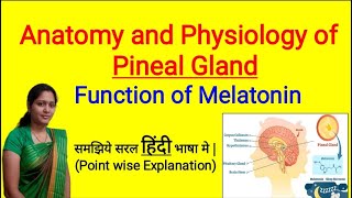 Anatomy and Physiology of Pineal Gland in Hindi  Function of Melatonin  Sleep Hormone [upl. by Reta369]