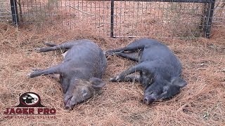 Hog Trapping  Wild Piglet Survival without Sow  JAGER PRO™ [upl. by Daniele611]