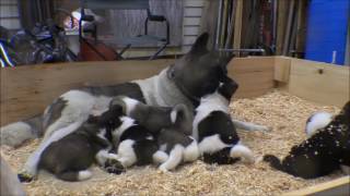 Akita puppies 26 days old [upl. by Rinna715]